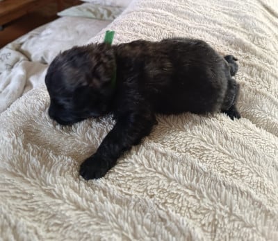 Les chiots de Bouvier des Flandres