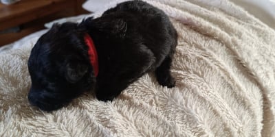 CHIOT 2 - Bouvier des Flandres