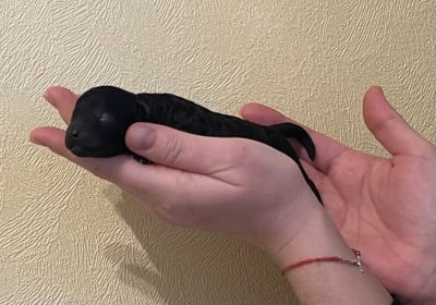 Les chiots de Caniche