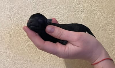 Les chiots de Caniche