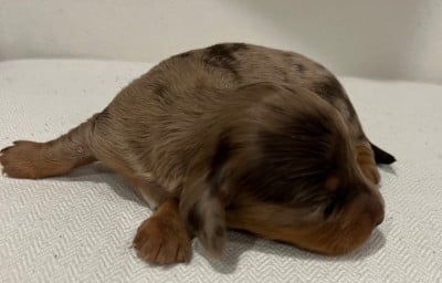 Les chiots de Teckel poil long