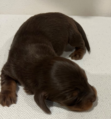 Les chiots de Teckel poil long