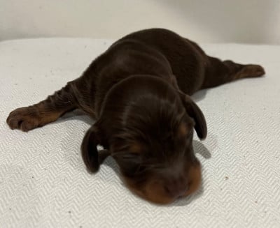 Les chiots de Teckel poil long