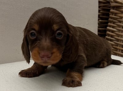 CHIOT 3 - Teckel poil long