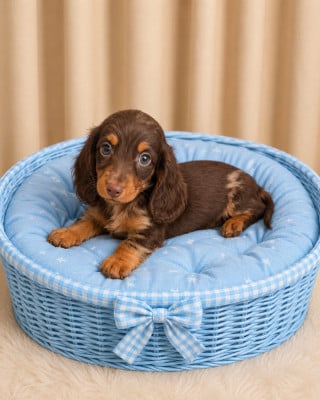 Les chiots de Teckel poil long