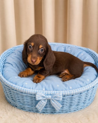Les chiots de Teckel poil long