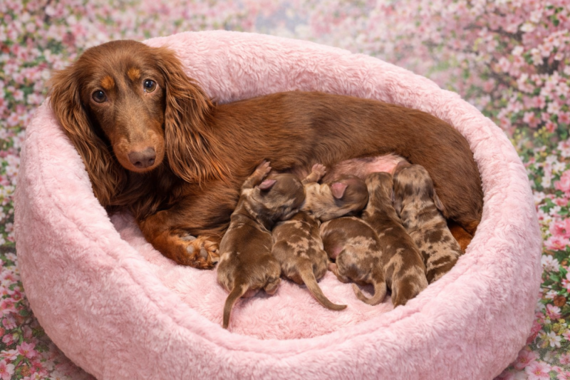 Teckel poil long - (Sans Affixe)