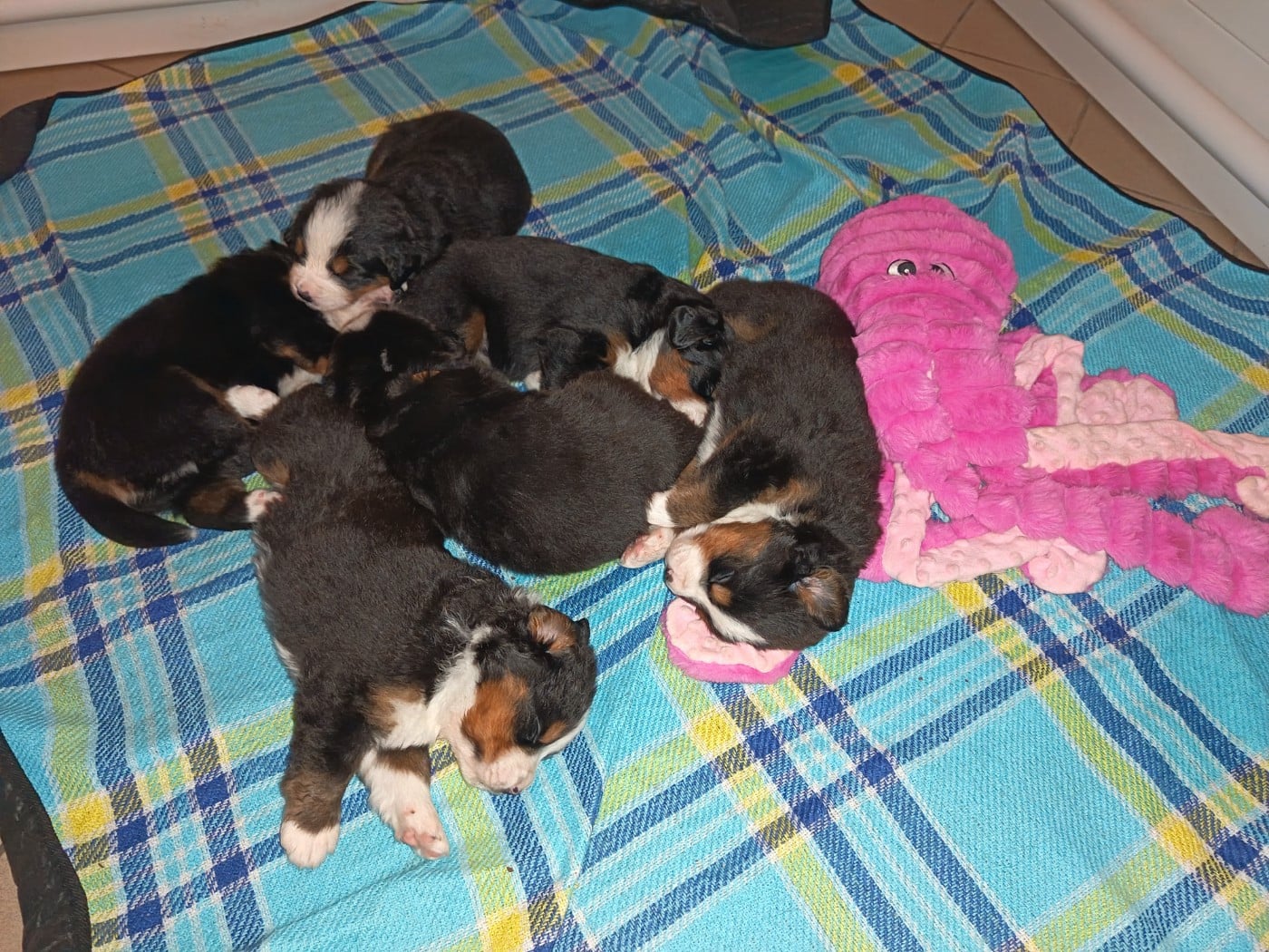 Chiot Bouvier Bernois