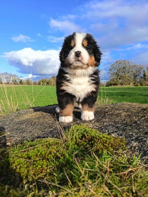 Les chiots de Bouvier Bernois