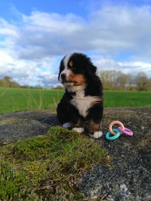 Les chiots de Bouvier Bernois