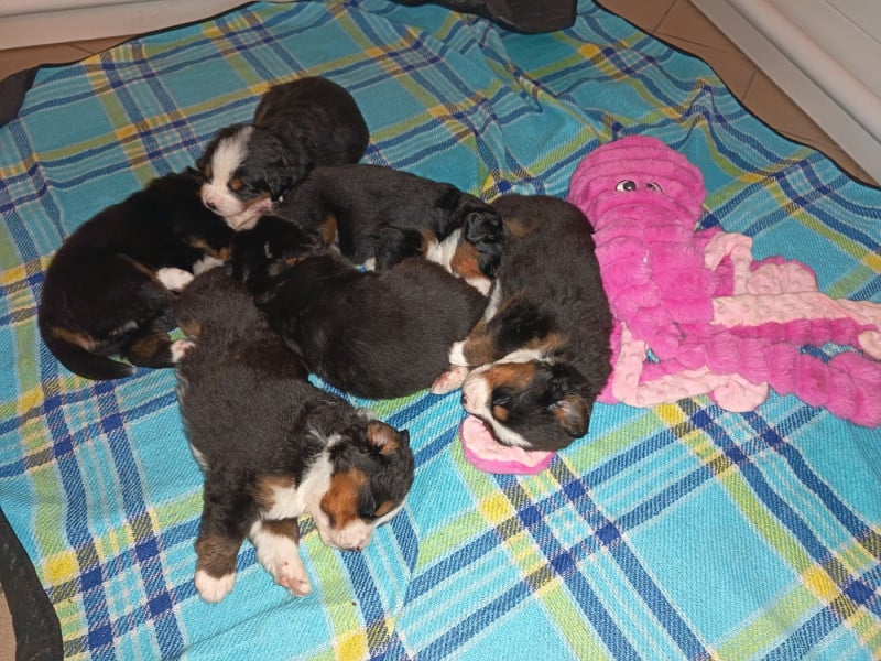 Bouvier Bernois - De La Ferme De Couëffan