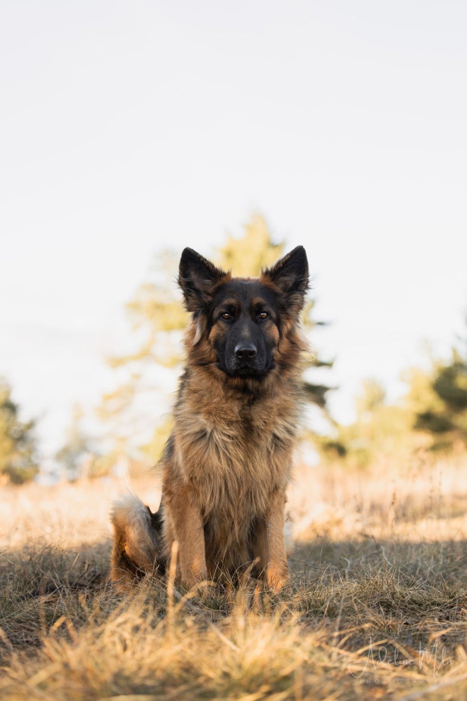 Publication : De L'Etoile D'Amély Auteur : Adeline Mln photographie
