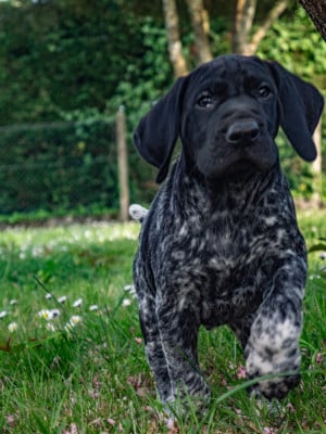 Les chiots de Braque allemand à poil court