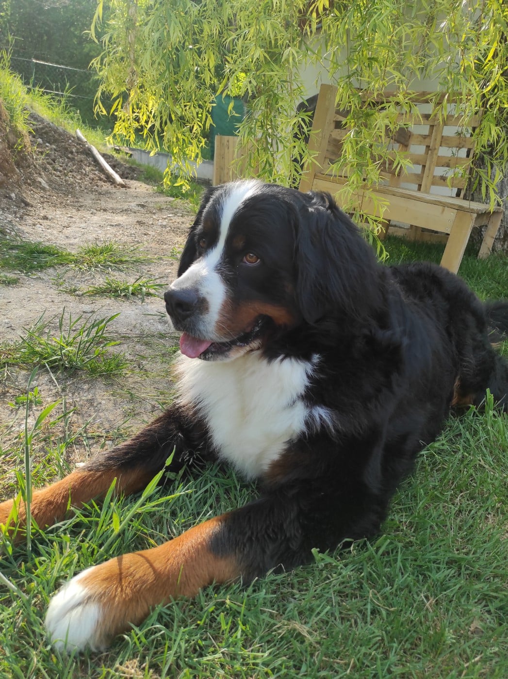 Publication : Des Bernois De La Roche Aux Fées Auteur : annabelle parent