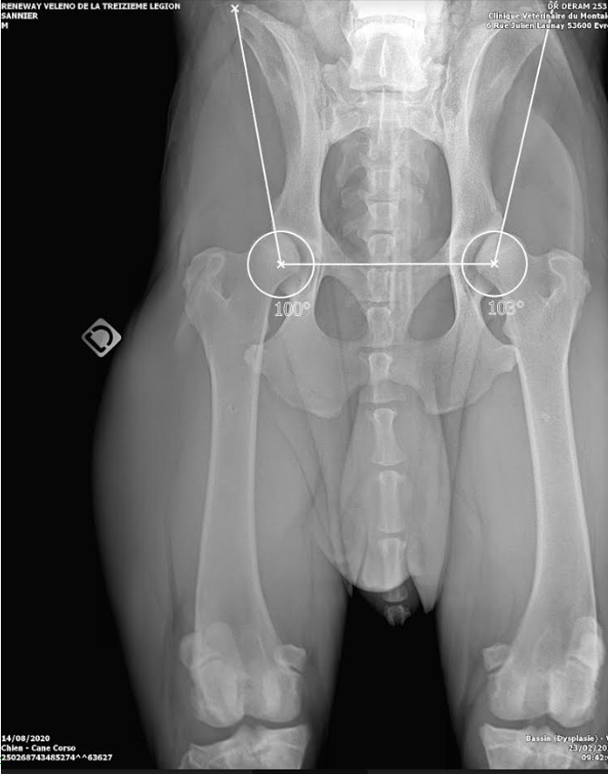 JCh. Runaway Veleno De la Treizieme Legion