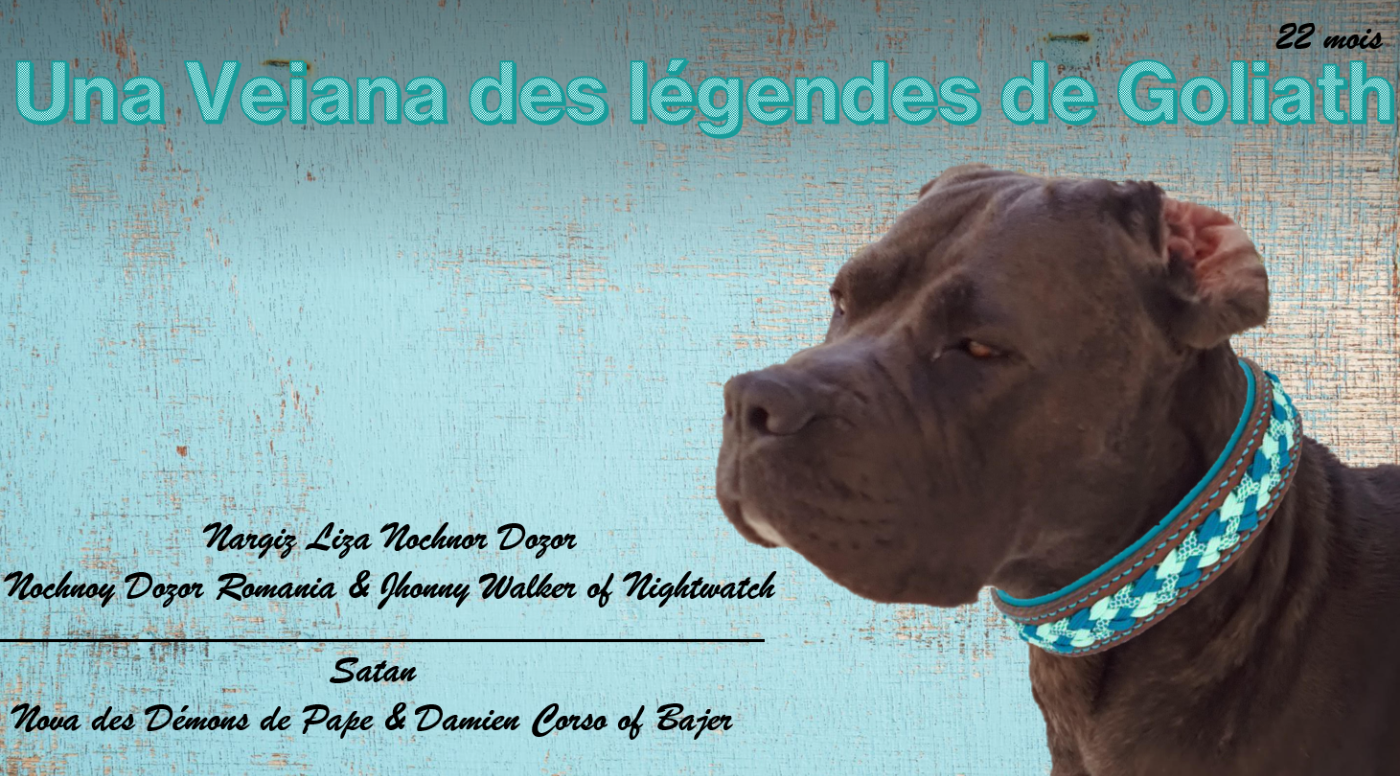 UNA VEIANA des légendes de goliath