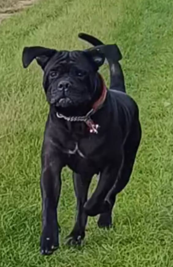 JCh. Runaway Veleno De la Treizieme Legion