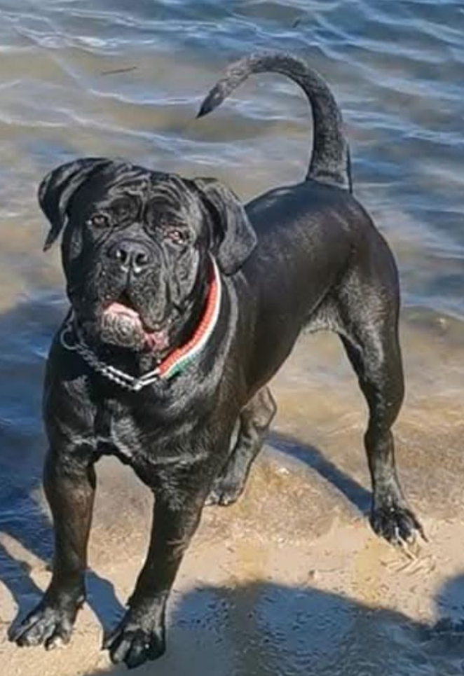 JCh. Runaway Veleno De la Treizieme Legion