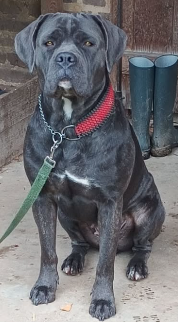 UNA VEIANA des légendes de goliath