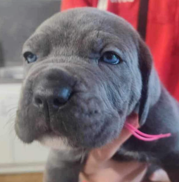 UNA VEIANA des légendes de goliath