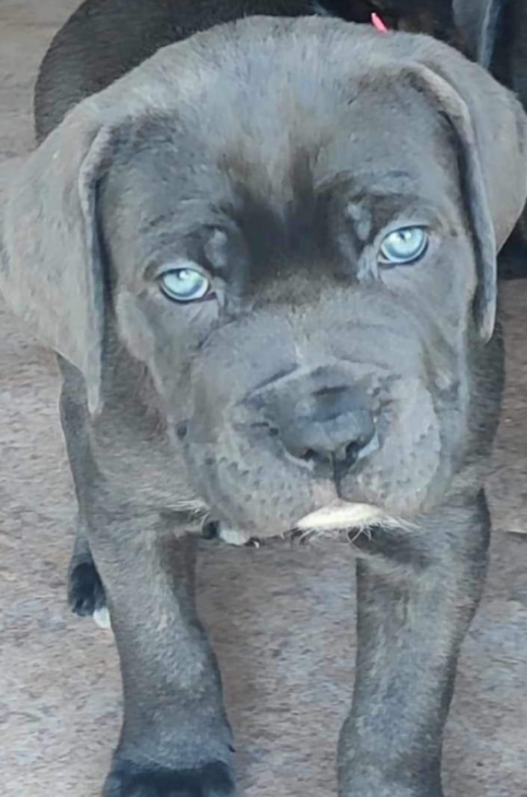 UNA VEIANA des légendes de goliath