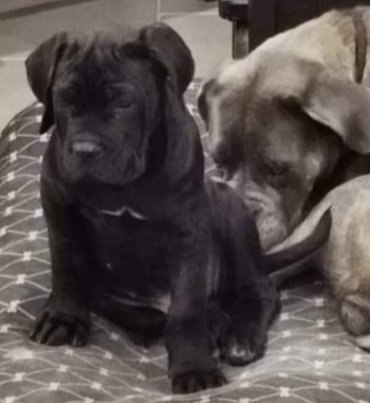 JCh. Runaway Veleno De la Treizieme Legion