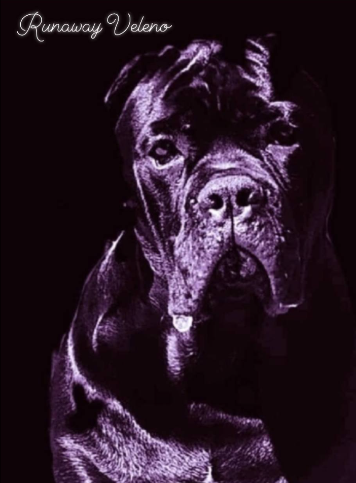 JCh. Runaway Veleno De la Treizieme Legion