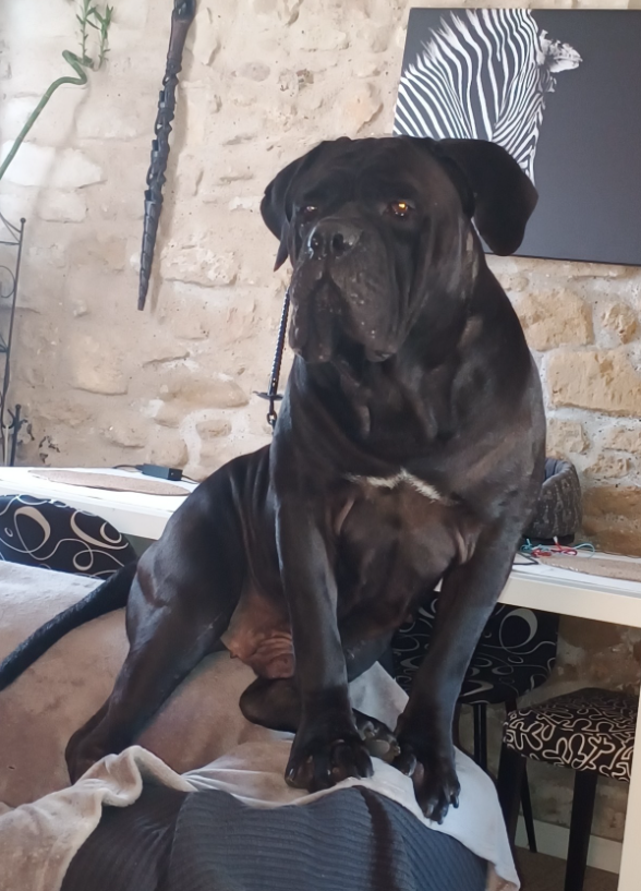 JCh. Runaway Veleno De la Treizieme Legion