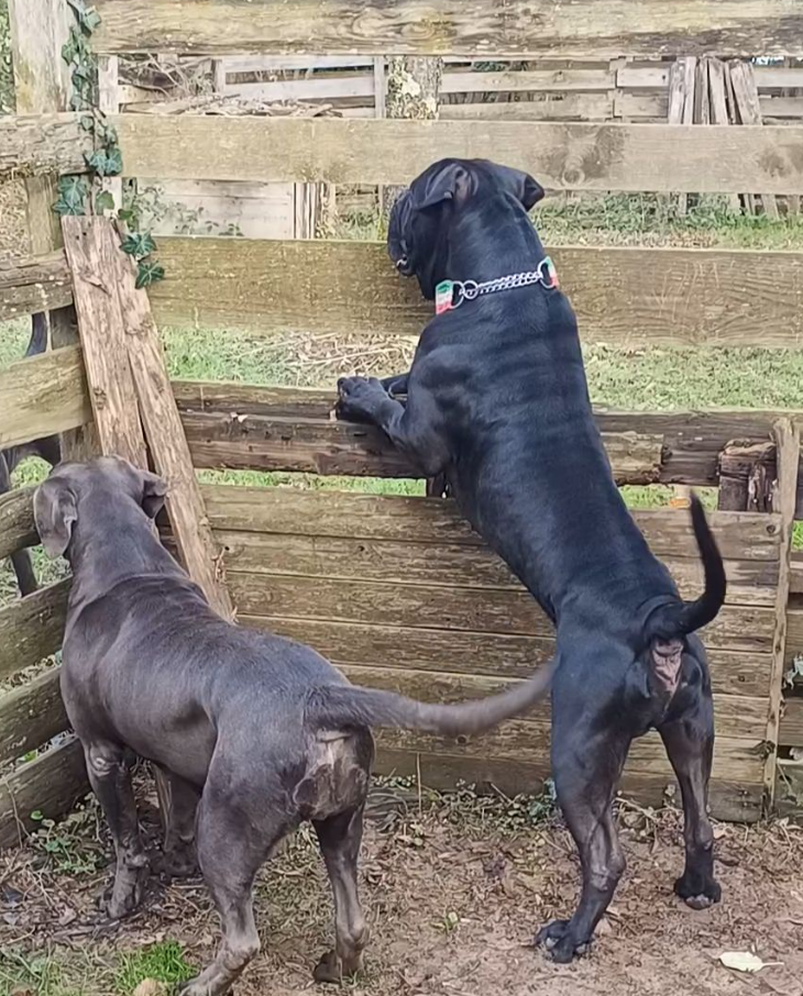 JCh. Runaway Veleno De la Treizieme Legion