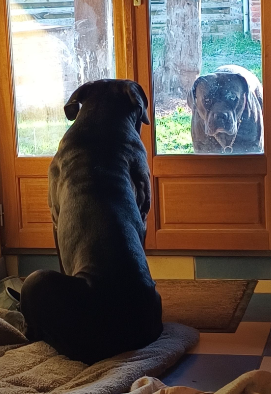 JCh. Runaway Veleno De la Treizieme Legion