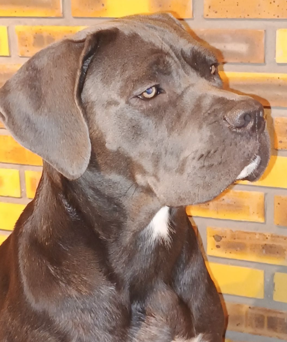 UNA VEIANA des légendes de goliath