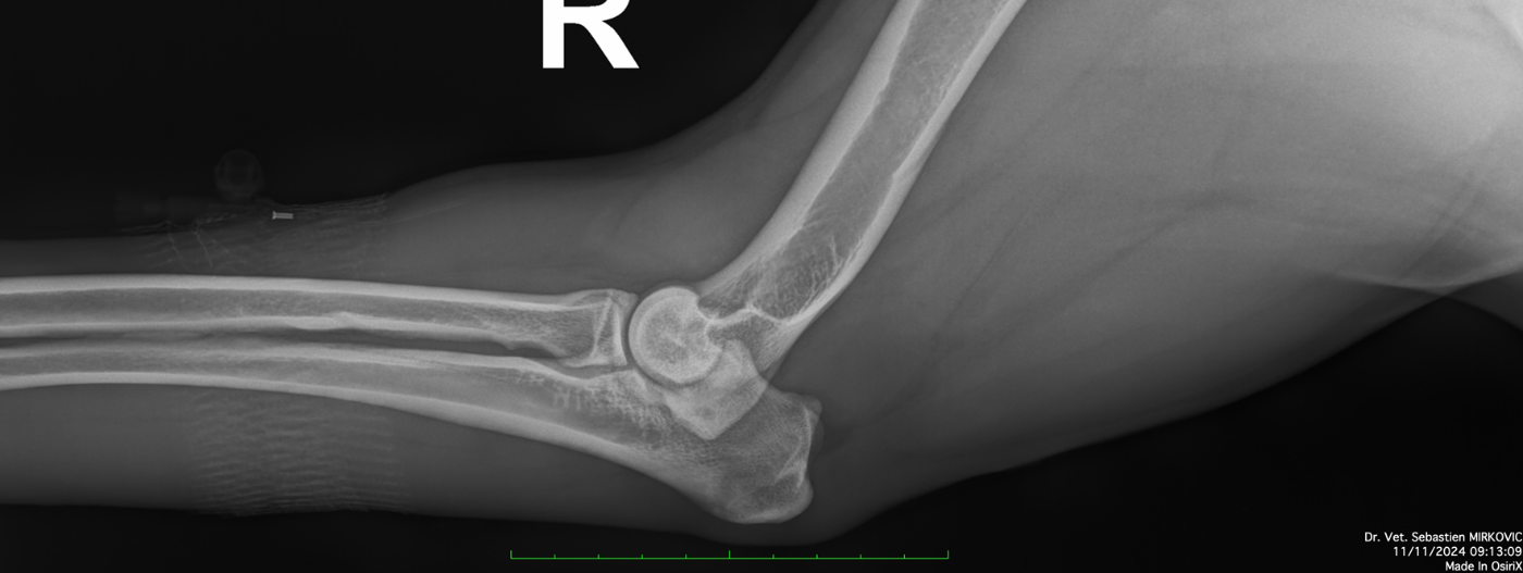 UNA VEIANA des légendes de goliath