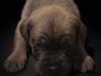 Les chiots de Cane Corso
