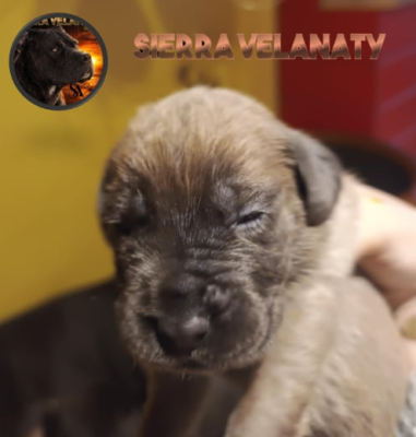 Les chiots de Cane Corso