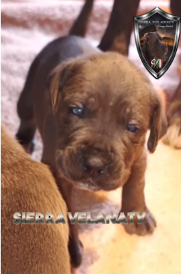 Les chiots de Cane Corso