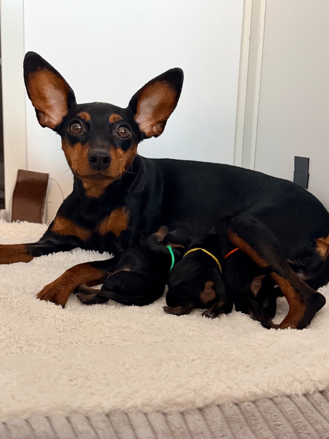 Chiot Pinscher nain