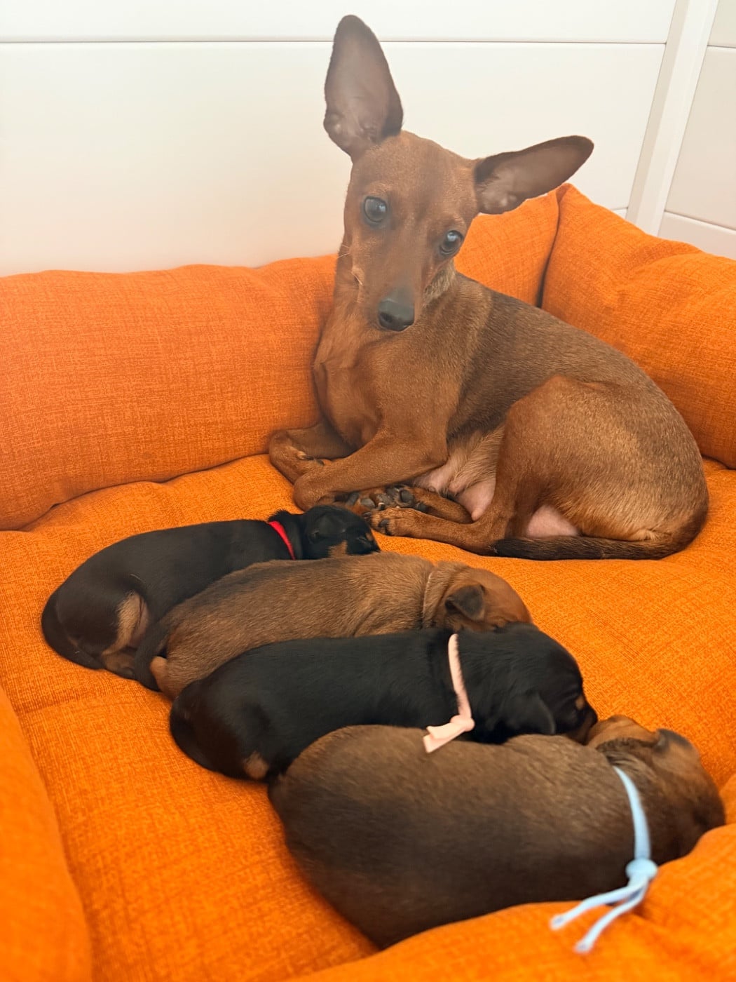 Pinscher nain - Des Coeurs De Beurre