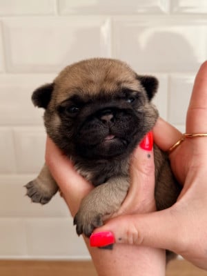 Les chiots de Carlin