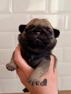 Les chiots de Carlin