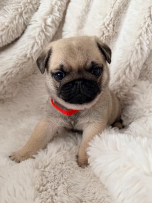 Les chiots de Carlin