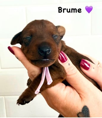 Les chiots de Pinscher nain