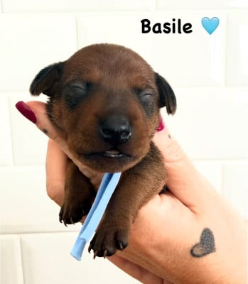 Les chiots de Pinscher nain
