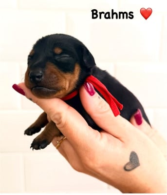 Les chiots de Pinscher nain