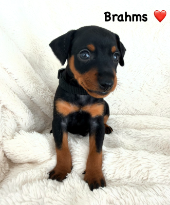 Les chiots de Pinscher nain