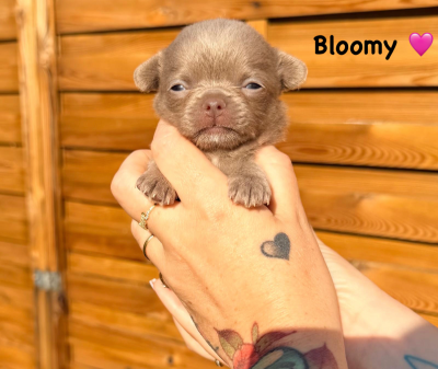 Les chiots de Chihuahua