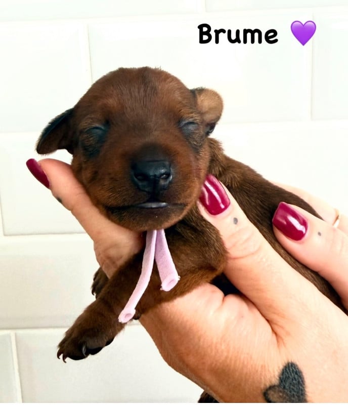 Pinscher nain - Des Coeurs De Beurre