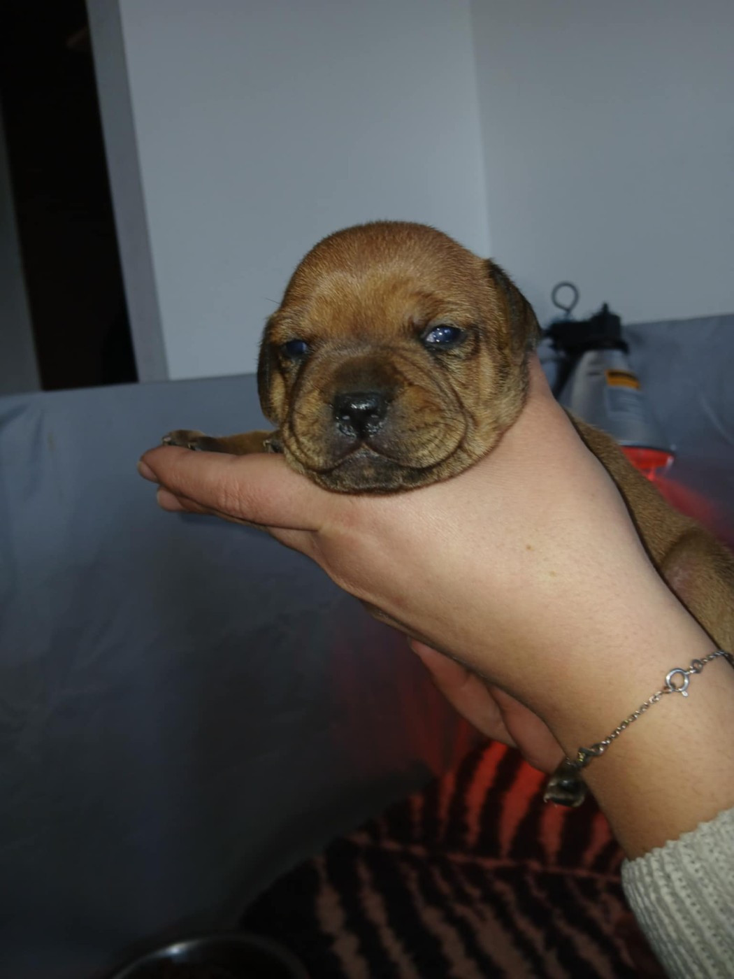 CHIOT 3 - Staffordshire Bull Terrier