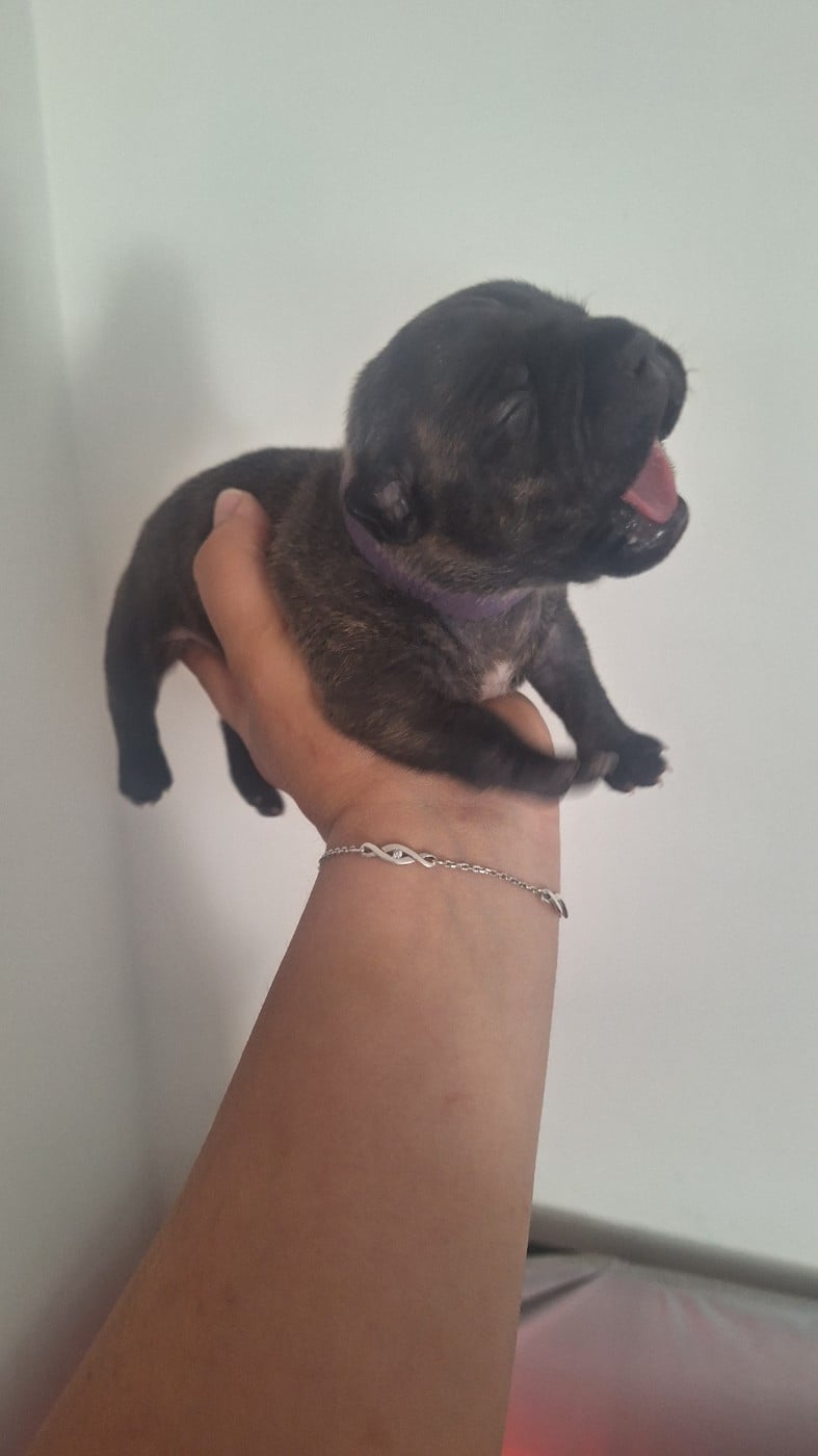CHIOT 1 - Staffordshire Bull Terrier
