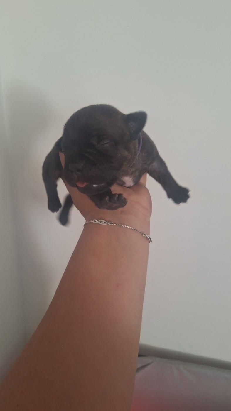 CHIOT 2 - Staffordshire Bull Terrier