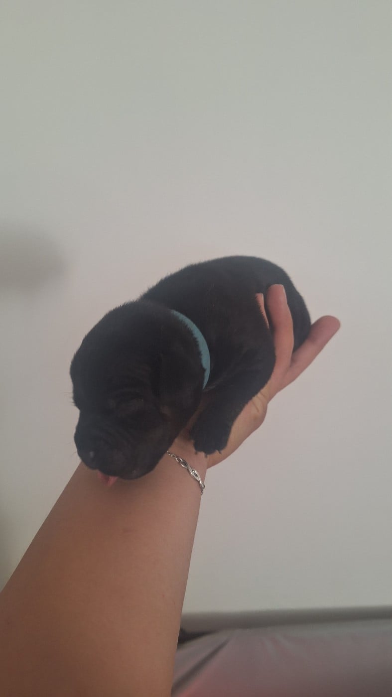 CHIOT 3 - Staffordshire Bull Terrier